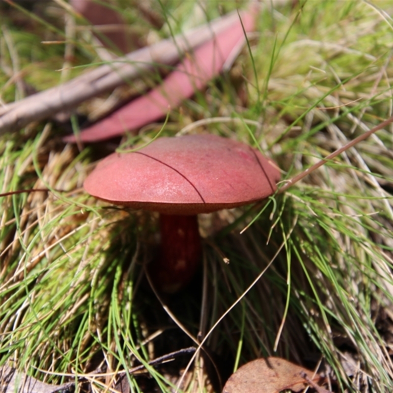 Boletus barragensis