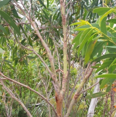 Eucalyptus nitida