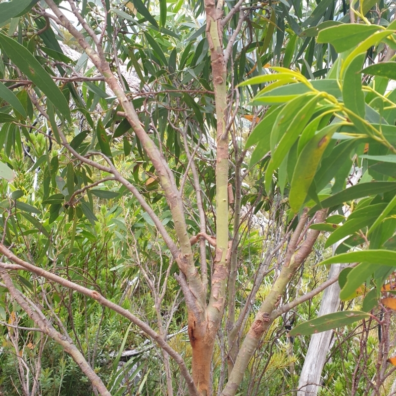 Eucalyptus nitida