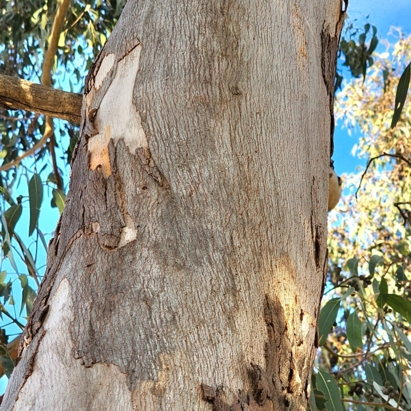 Eucalyptus amplifolia subsp. amplifolia