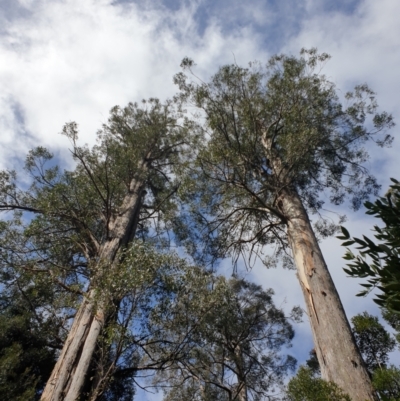 Eucalyptus regnans