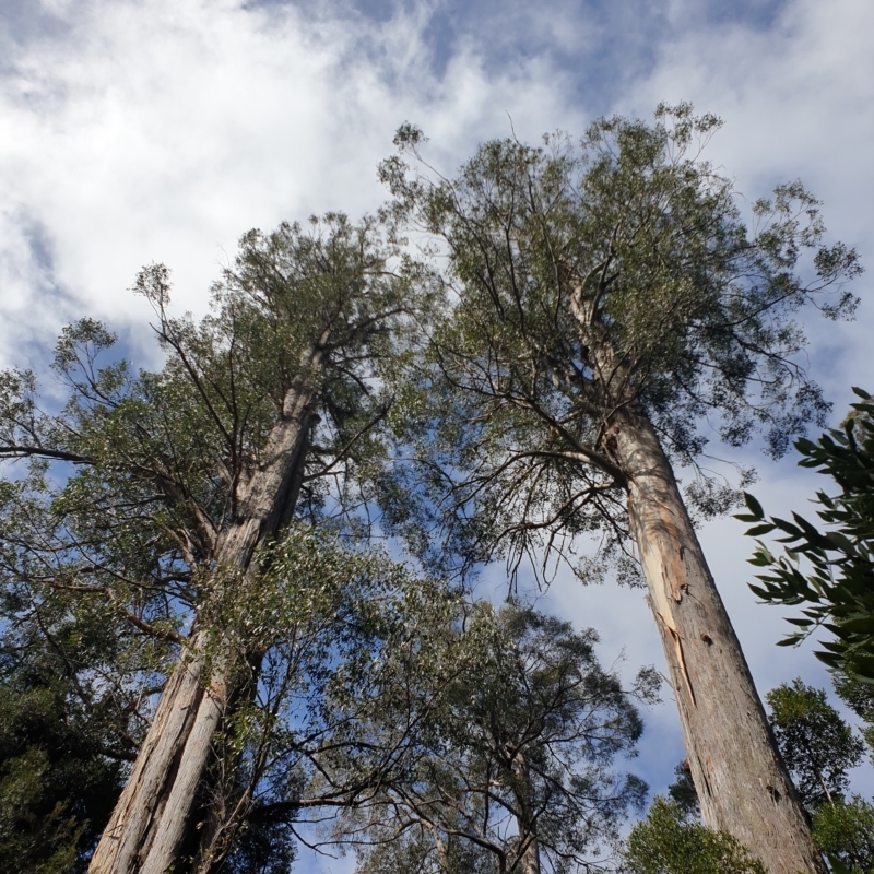 Eucalyptus regnans