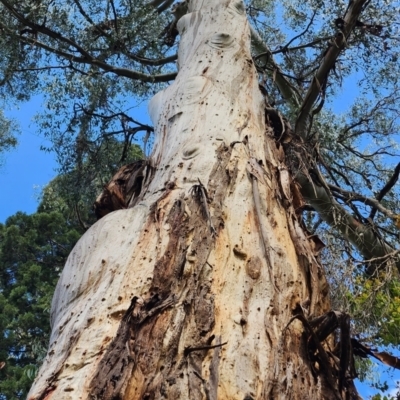 Eucalyptus regnans