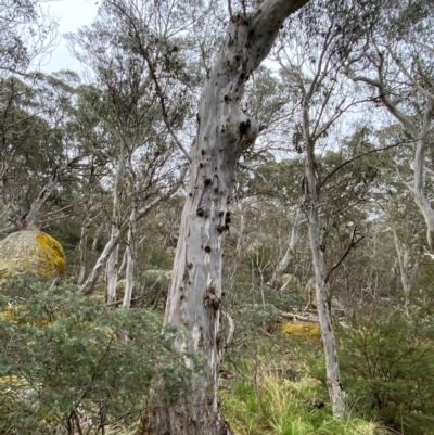 Eucalyptus dalrympleana