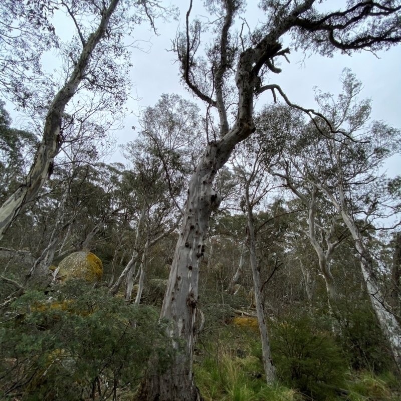 Eucalyptus dalrympleana