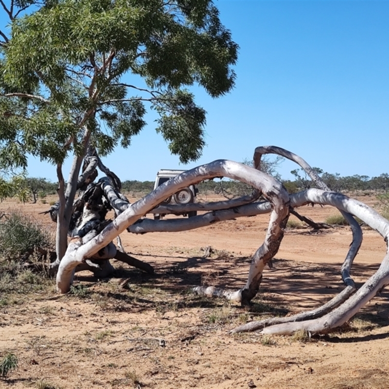 Corymbia aparrerinja