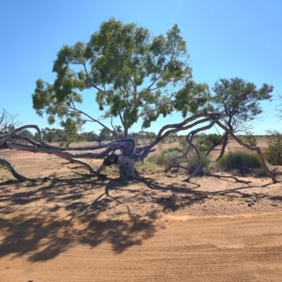 Corymbia aparrerinja