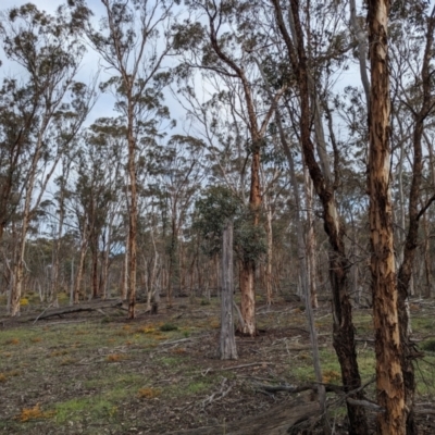 Eucalyptus astringens