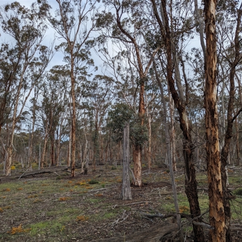 Eucalyptus astringens