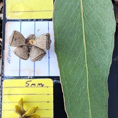 Eucalyptus bensonii