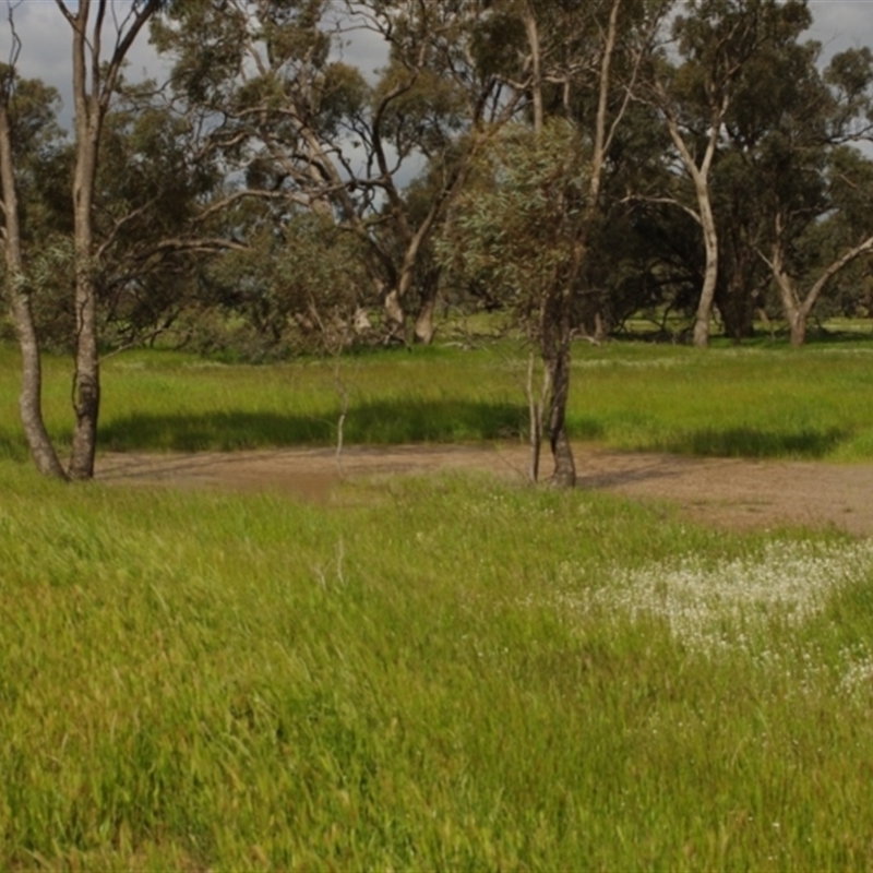 Eucalyptus largiflorens