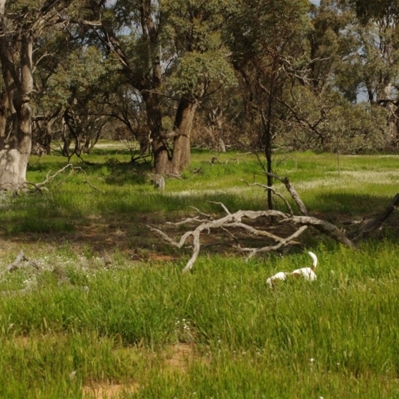 Eucalyptus largiflorens