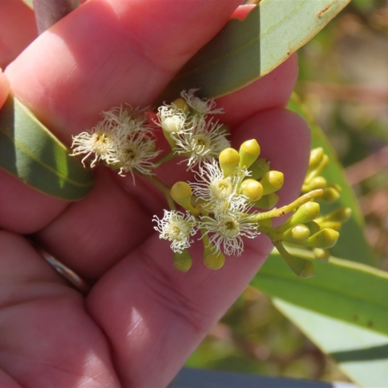 Eucalyptus normantonensis