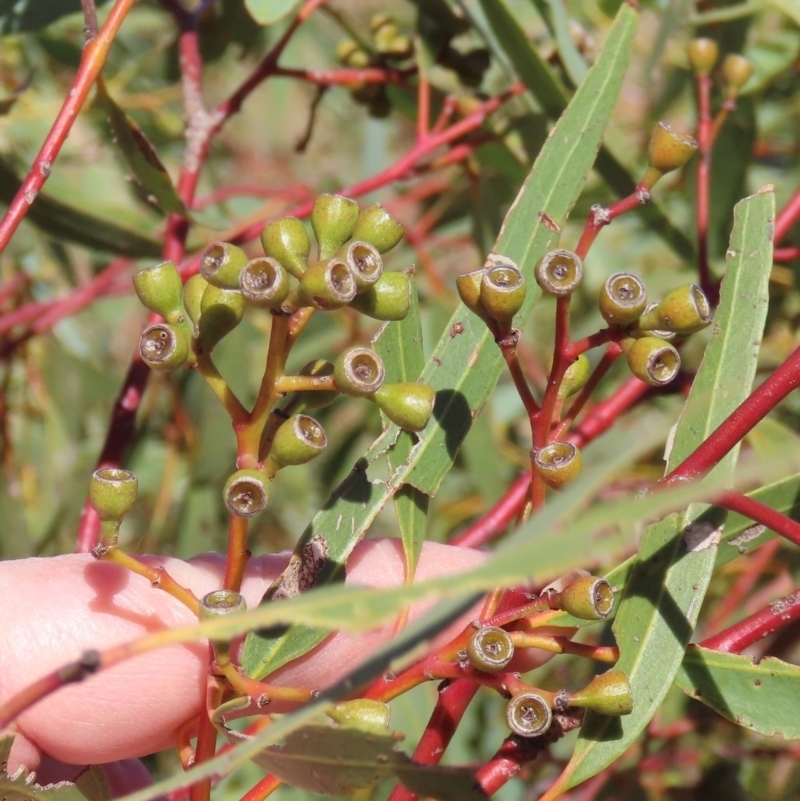 Eucalyptus normantonensis