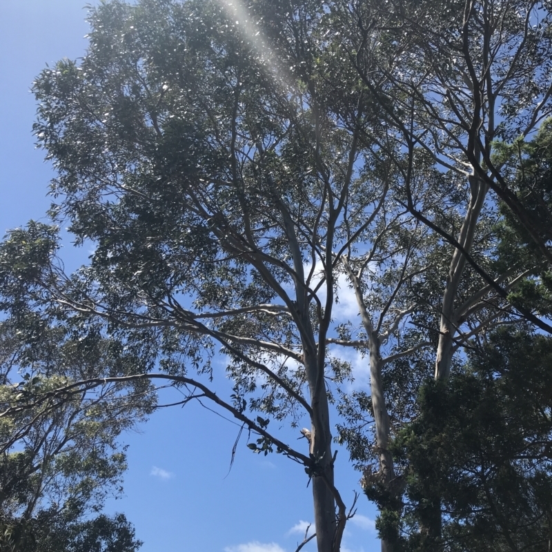 Eucalyptus globulus