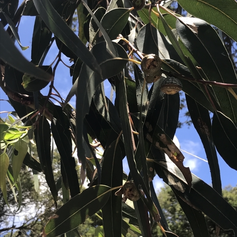 Eucalyptus globulus