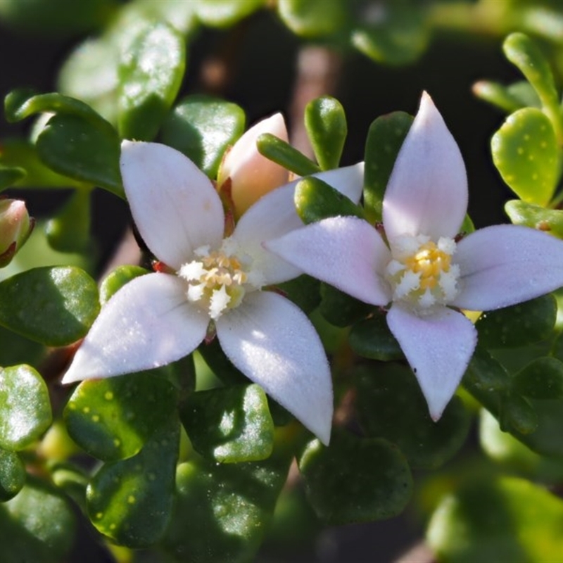 Boronia algida