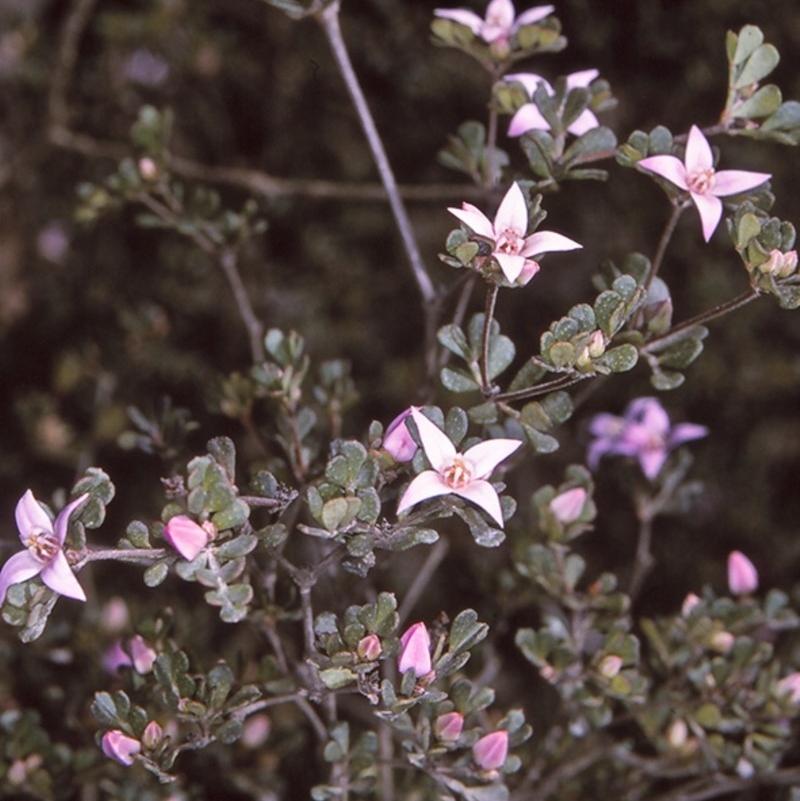 Boronia algida