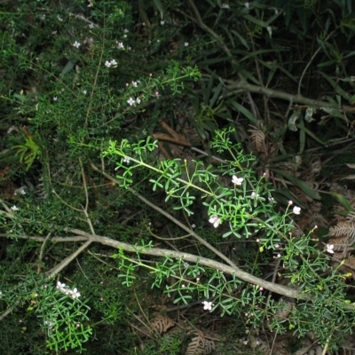 Boronia anemonifolia subsp. variabilis