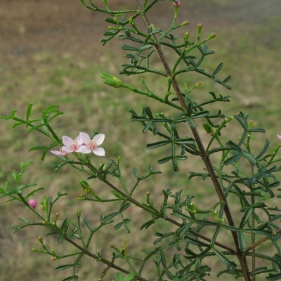 Boronia anemonifolia subsp. variabilis