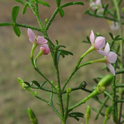 Boronia anemonifolia subsp. variabilis