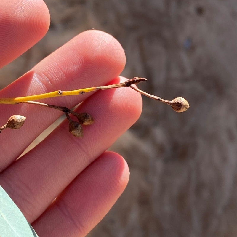 Eucalyptus camaldulensis subsp. arida