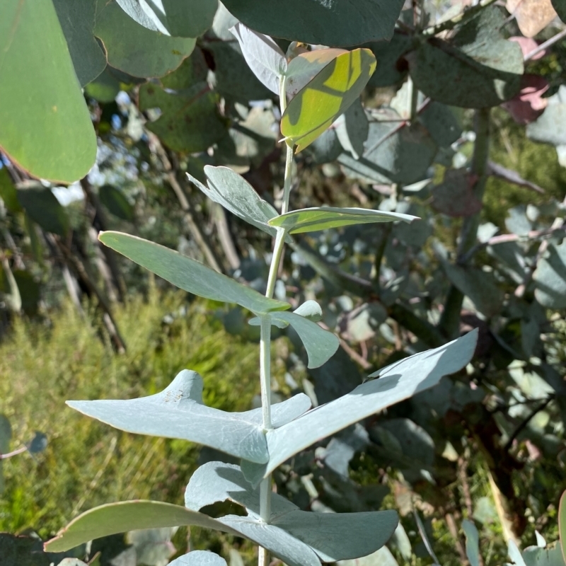 Eucalyptus canobolensis