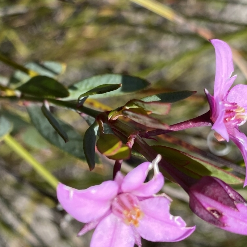 Boronia barkeriana