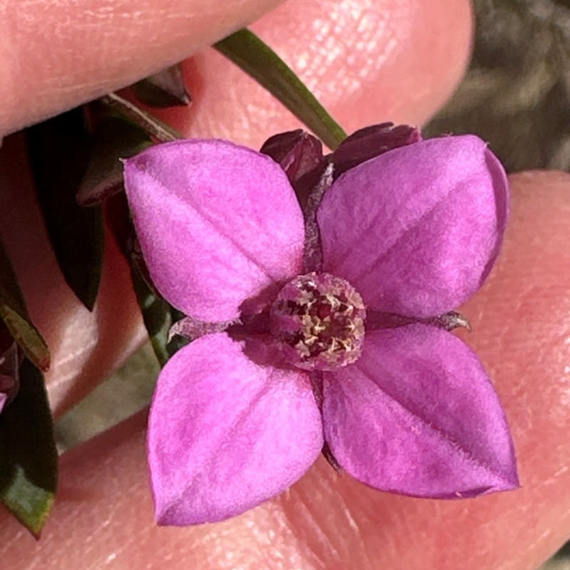 Boronia barkeriana