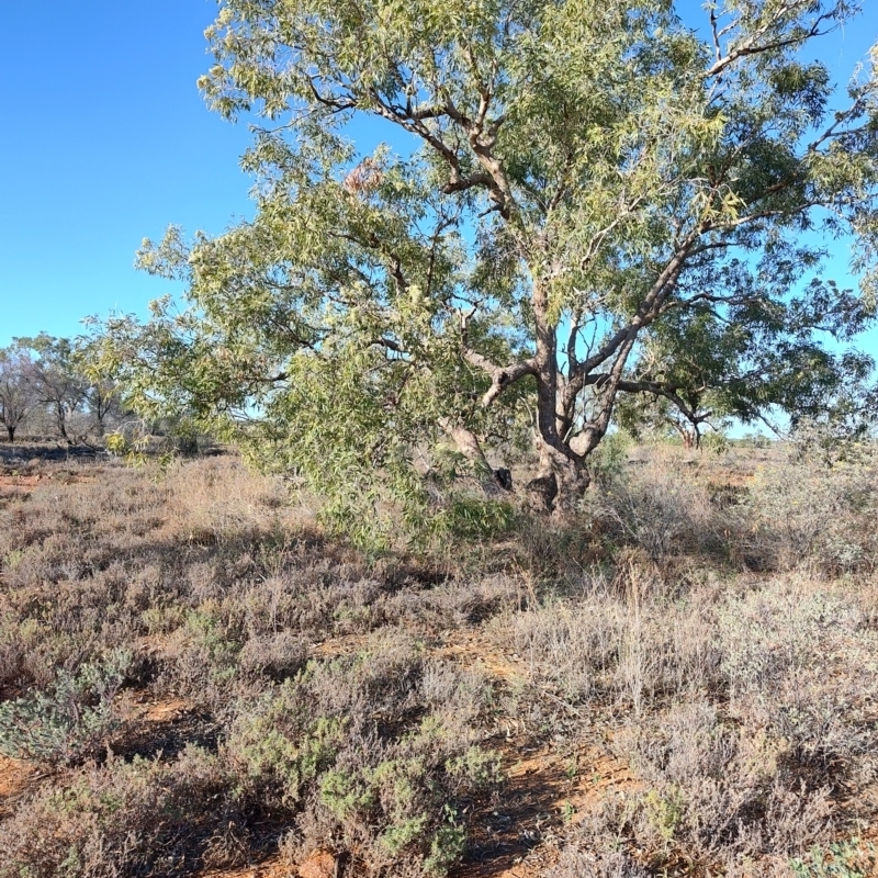 Corymbia terminalis