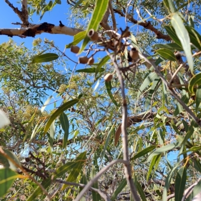 Corymbia terminalis