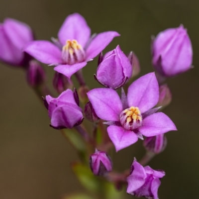 Boronia barkeriana subsp. angustifolia