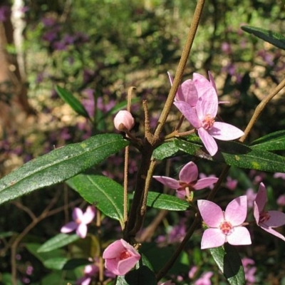 Boronia ledifolia