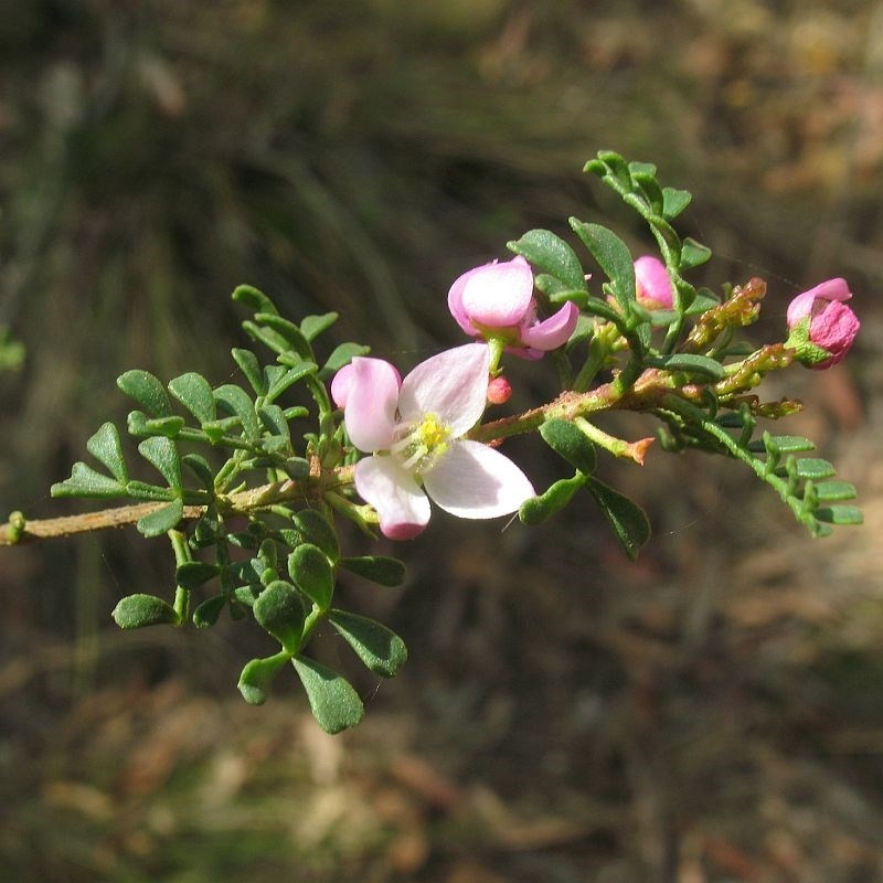 Boronia microphylla