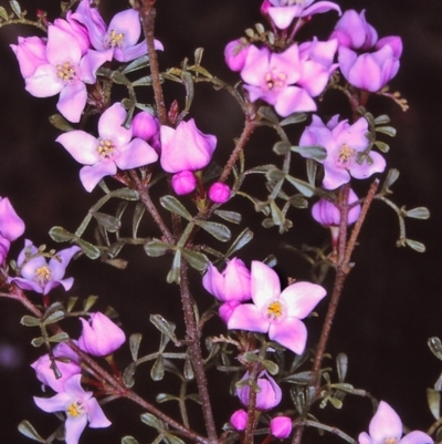 Boronia microphylla