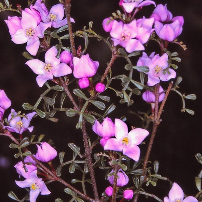 Boronia microphylla