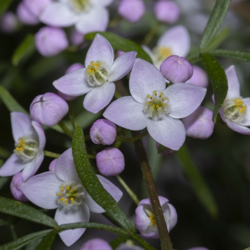 Boronia muelleri