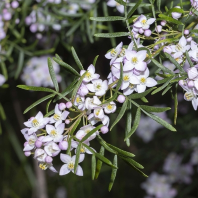 Boronia muelleri