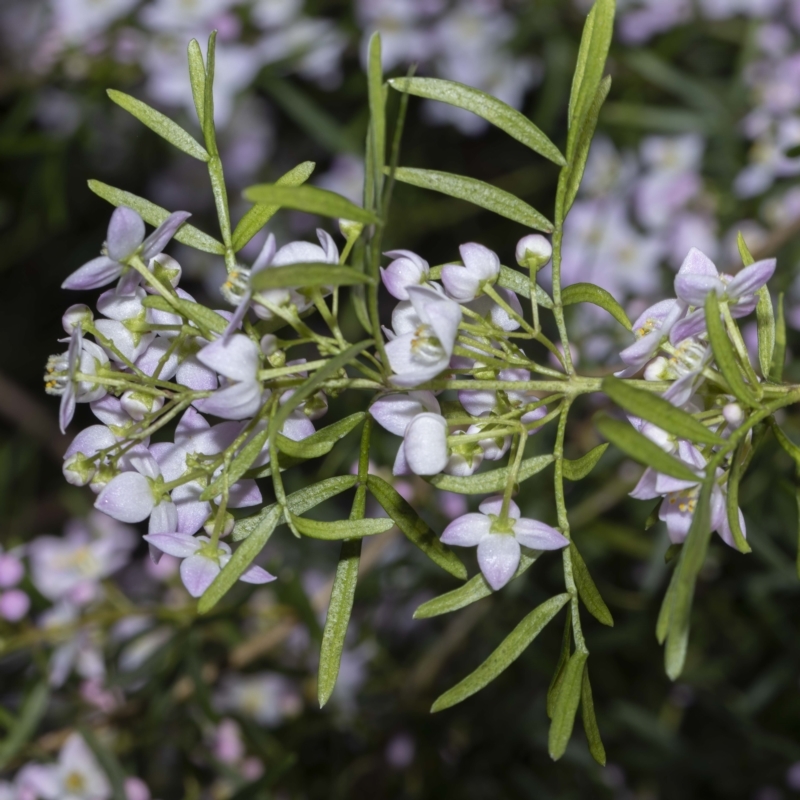 Boronia muelleri