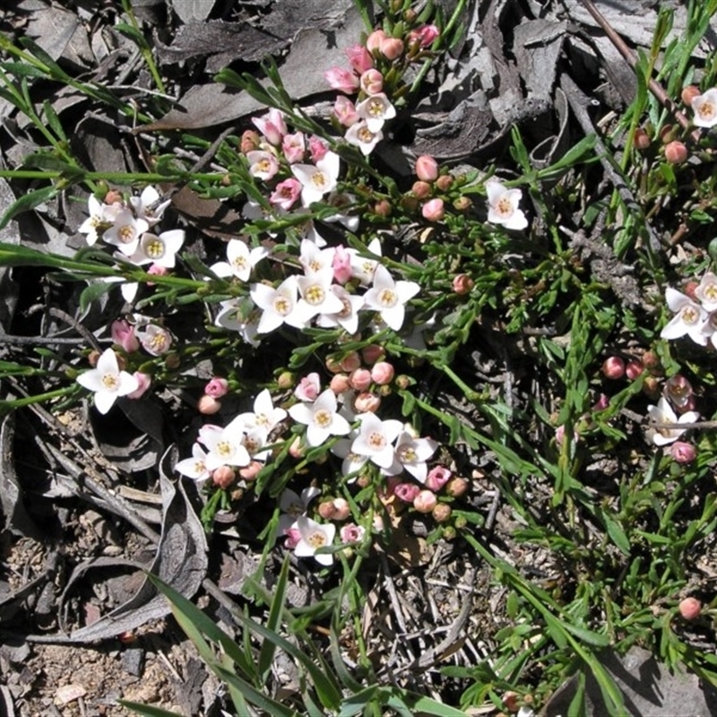 Boronia nana var. hyssopifolia