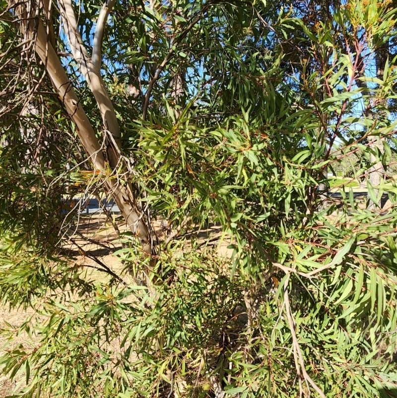 Eucalyptus curtisii