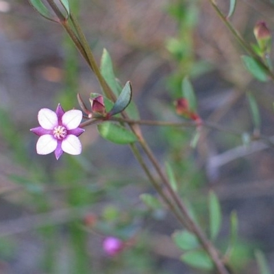 Boronia parviflora