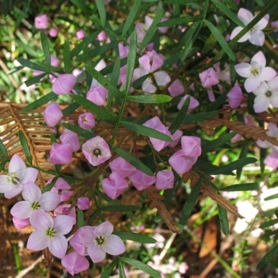 Boronia pinnata