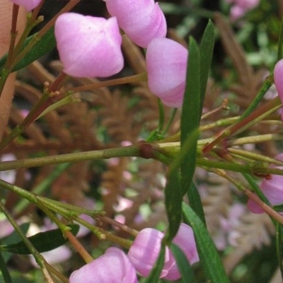 Boronia pinnata