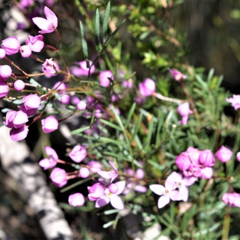 Boronia pinnata