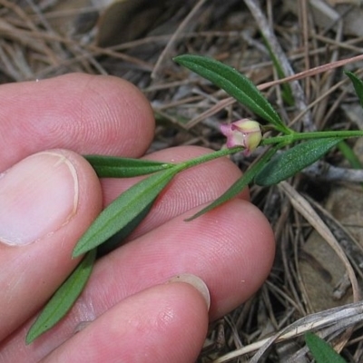 Boronia polygalifolia