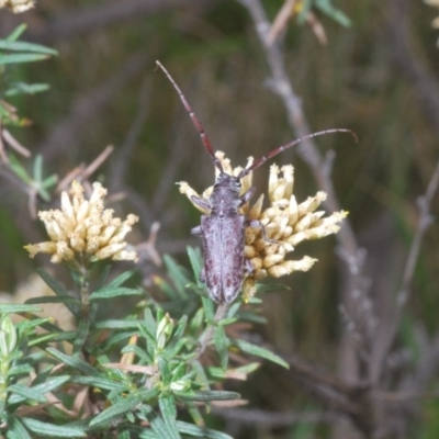 Acalolepta sp. (genus)