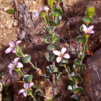 Boronia rhomboidea