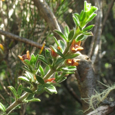 Boronia rigens