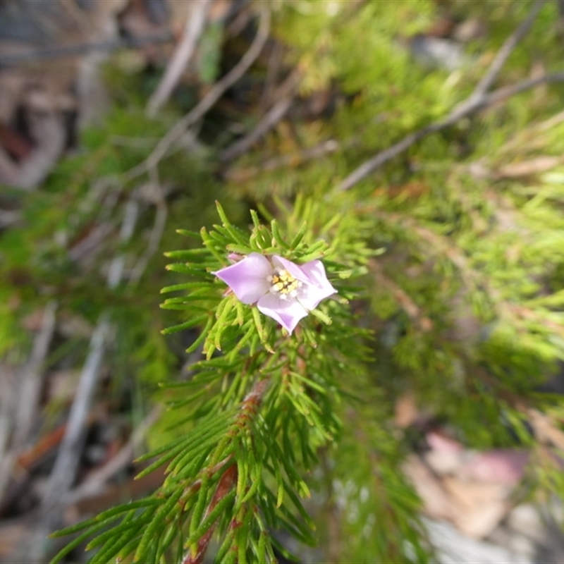 Boronia subulifolia